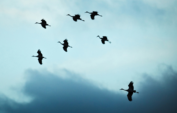 Sandhill cranes over the Platte